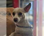 Small #2 Chihuahua Mix