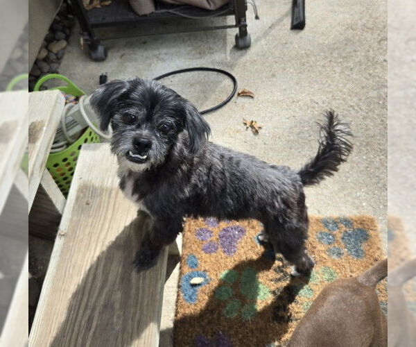 Medium Photo #3 Shih Apso Puppy For Sale in Belleuve, NE, USA