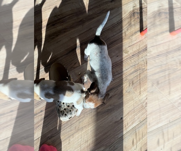 Medium Photo #14 Treeing Walker Coonhound Puppy For Sale in ZANESVILLE, OH, USA