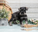 Small Photo #10 Schnauzer (Miniature) Puppy For Sale in BALTIC, OH, USA