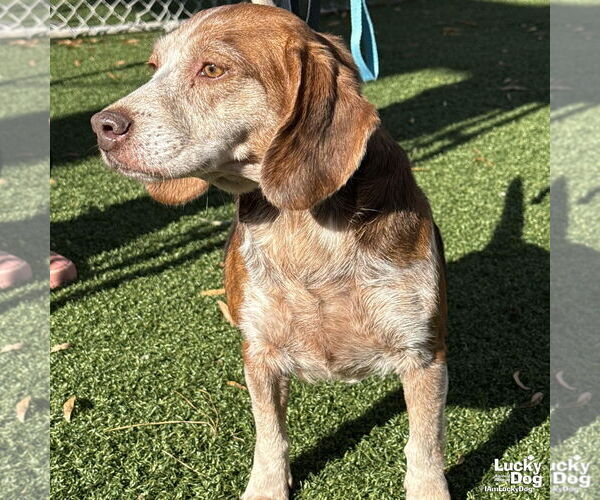Medium Photo #6 Beagle-Unknown Mix Puppy For Sale in Washington, DC, USA