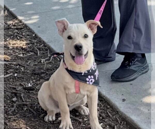 Medium Photo #2 Labrottie Puppy For Sale in Social Circle, GA, USA