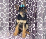 Small Photo #4 German Shepherd Dog Puppy For Sale in LAKELAND, FL, USA