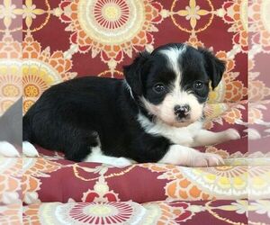 Australian Shepherd-Poodle (Toy) Mix Puppy for sale in DREXEL, MO, USA