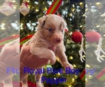 Small Photo #4 Australian Shepherd Puppy For Sale in MIDDLESEX, NC, USA