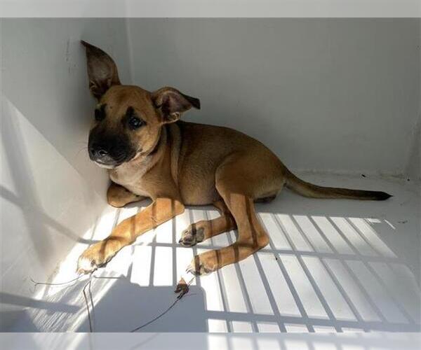 Medium Photo #1 German Shepherd Dog-Unknown Mix Puppy For Sale in Houston, TX, USA