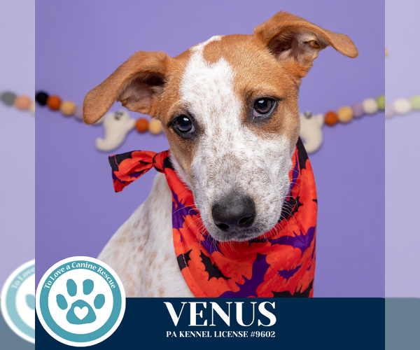 Medium Photo #13 Labrador Retriever-Unknown Mix Puppy For Sale in Kimberton, PA, USA