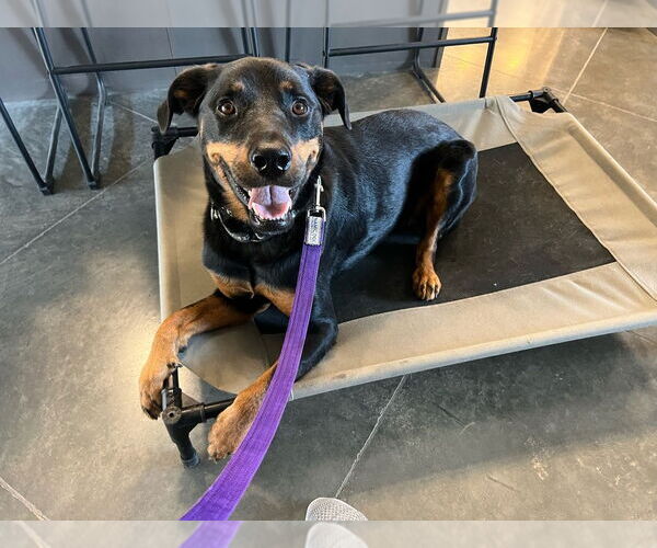 Medium Photo #3 Rottweiler Puppy For Sale in Gilbert, AZ, USA