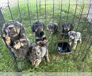 Chiweenie Puppy for sale in ROCK VALLEY, IA, USA