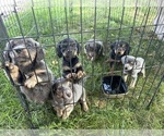 Image preview for Ad Listing. Nickname: Litter of 5