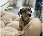 Small #10 Chiweenie