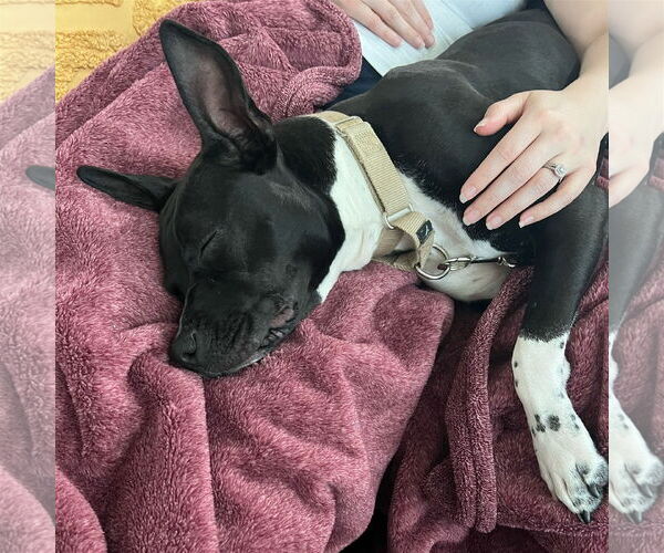 Medium Photo #37 American Pit Bull Terrier-Unknown Mix Puppy For Sale in Fargo, ND, USA