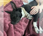 Small #36 American Pit Bull Terrier Mix