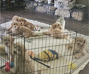 Goldendoodle-Poodle (Toy) Mix Puppy for Sale in GOSHEN, Indiana USA