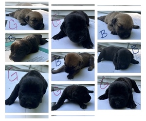 Cane Corso Puppy for sale in NEWBERRY, FL, USA