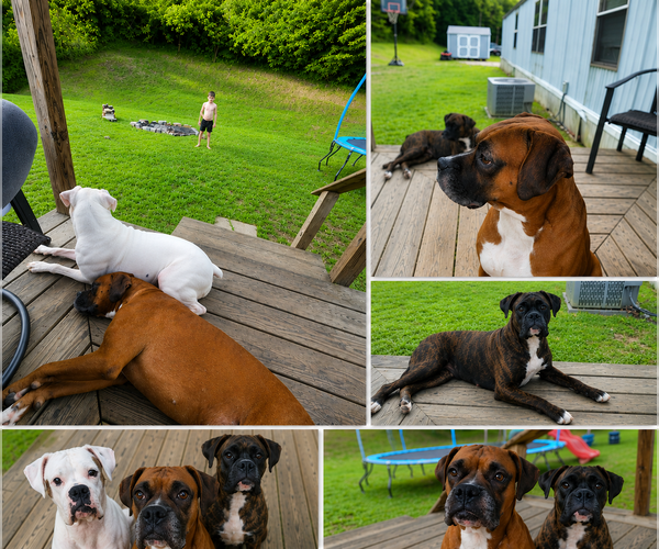 Medium Photo #1 Boxer Puppy For Sale in MOREHEAD, KY, USA