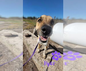Labrador Retriever-Unknown Mix Dogs for adoption in Monte Vista, CO, USA