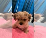 Small Photo #4 Shorkie Tzu Puppy For Sale in VAN NUYS, CA, USA