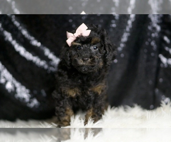 Medium Photo #4 Poodle (Toy) Puppy For Sale in WARSAW, IN, USA