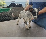 Small Photo #2 Australian Cattle Dog Puppy For Sale in TOWNSEND, DE, USA