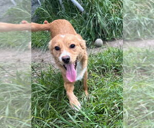 Pomeranian-Unknown Mix Dogs for adoption in Mukwonago, WI, USA