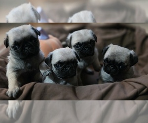 Pug Puppy for sale in CHEYENNE, WY, USA