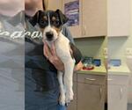 Small #1 Beagle-Treeing Walker Coonhound Mix