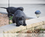 Small Photo #7 Labrador Retriever Puppy For Sale in DENTON, TX, USA
