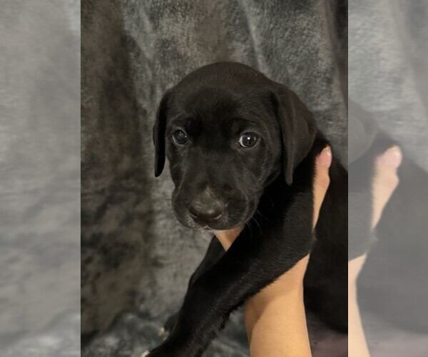 Medium Photo #23 Labmatian Puppy For Sale in ANTIOCH, CA, USA