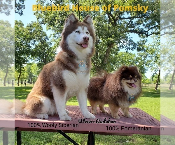 Medium Photo #7 Pomsky Puppy For Sale in BURNS TWNSHP, MN, USA