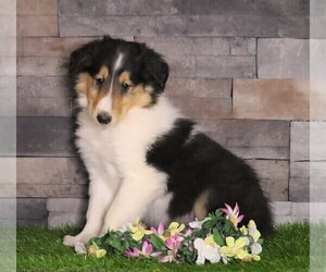 Collie Puppy for sale in FREDERICKSBG, OH, USA