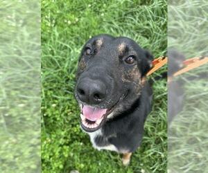 German Shepherd Dog Dogs for adoption in Evansville, IN, USA