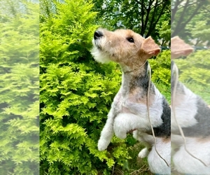 Wire Fox Terrier Puppy for sale in LAWNDALE, NC, USA