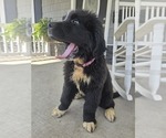 Small #12 Newfoundland
