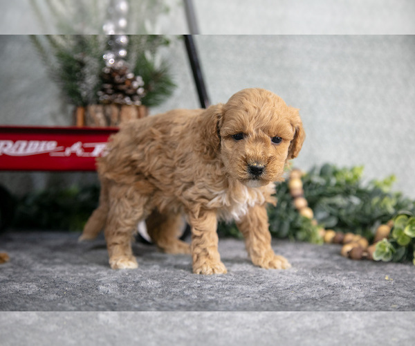 Medium Photo #8 Goldendoodle (Miniature) Puppy For Sale in WOLCOTTVILLE, IN, USA
