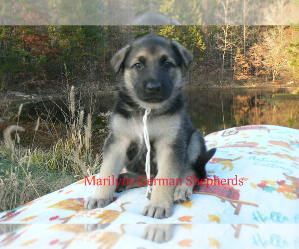 Medium Photo #6 German Shepherd Dog Puppy For Sale in PIEDMONT, MO, USA