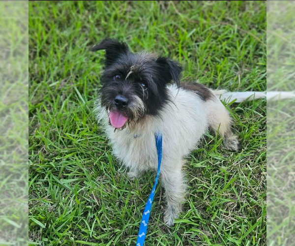 Medium Photo #1 Mutt Puppy For Sale in Cranston, RI, USA