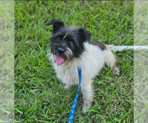 Mutt Dogs for adoption in Cranston, RI, USA