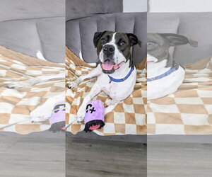 Cooper Lizman - Male Pointer-Unknown Mix Dog for Adoption - Photo #13