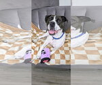 Small #12 Pointer Mix