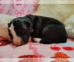 Small Photo #21 Border Collie Puppy For Sale in NORBORNE, MO, USA