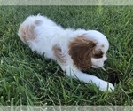 Small Photo #3 Cavalier King Charles Spaniel Puppy For Sale in TEMPLETON, CA, USA