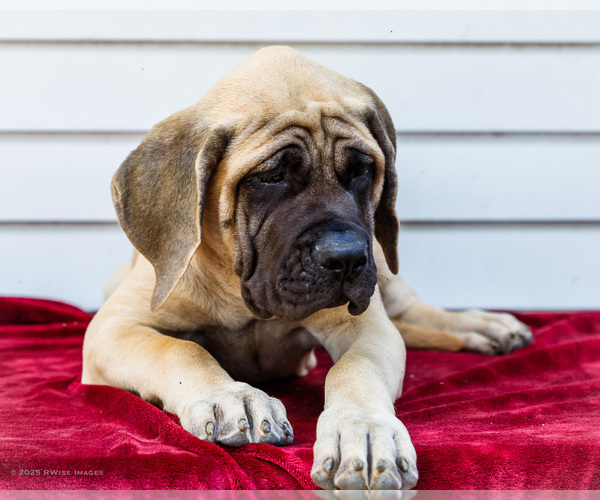 Medium Photo #4 Mastiff Puppy For Sale in WAKARUSA, IN, USA