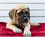 Small #3 Mastiff