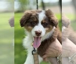 Small #2 Australian Shepherd