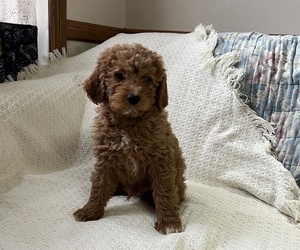 Cavapoo Puppy for Sale in THORP, Wisconsin USA