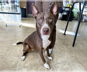 American Staffordshire Terrier-Unknown Mix Dogs for adoption in Raleigh, NC, USA