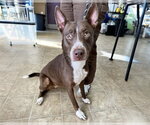 DARLING - Female American Staffordshire Terrier-Unknown Mix Dog for Adoption - Small photo