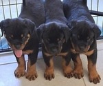 Small #8 Rottweiler