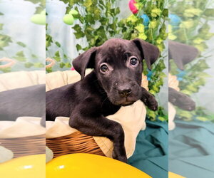 Catahoula Leopard Dog-Labrador Retriever Mix Dogs for adoption in Bryant, AR, USA